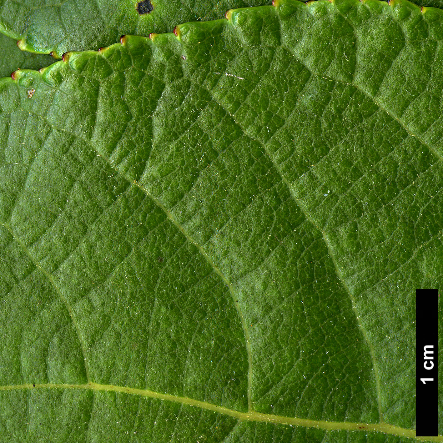 High resolution image: Family: Salicaceae - Genus: Populus - Taxon: szechuanica var. tibetica